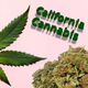 Illustration for article titled CBD Hemp Flowers Three Myths About This CBD Productem/em